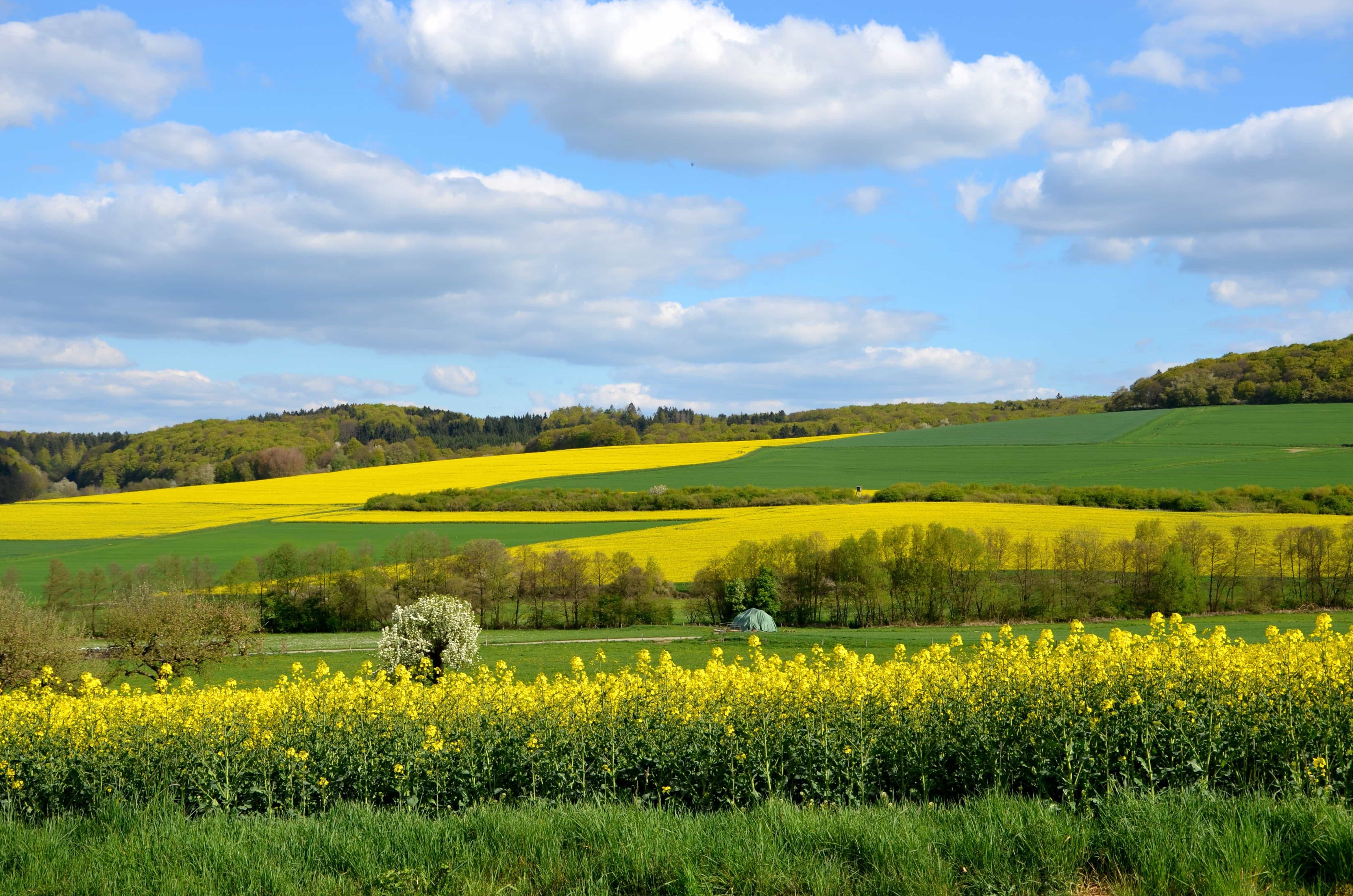 Paysage champêtre